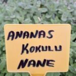 Ananas Nane Fidesi