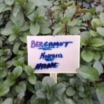 Bergamot Nane Fidesi