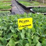 Brüksel Lahanası Fidesi