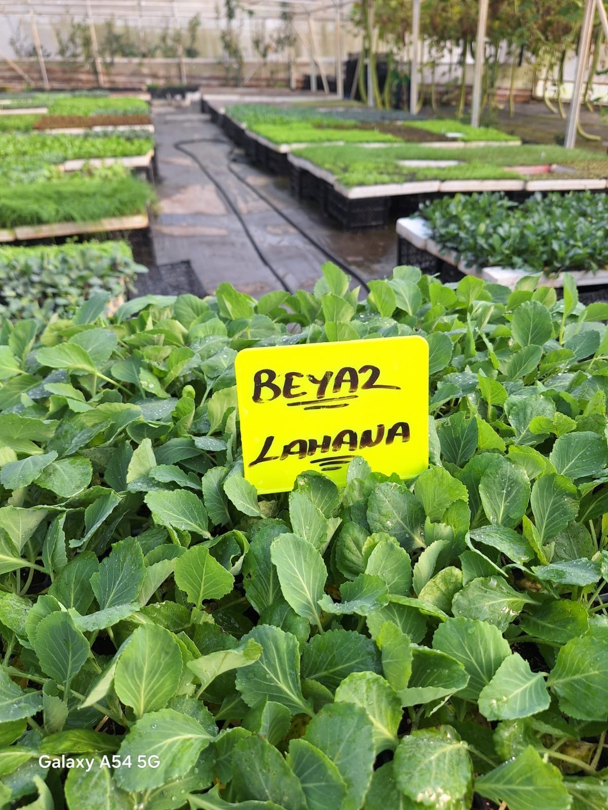 Beyaz-Lahana Beyaz Alabaş Fidesi - Görsel 1