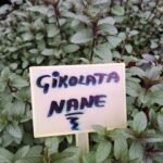 çikolata Nane Fidesi