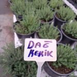 Taze Dağ Kekik Fidesi