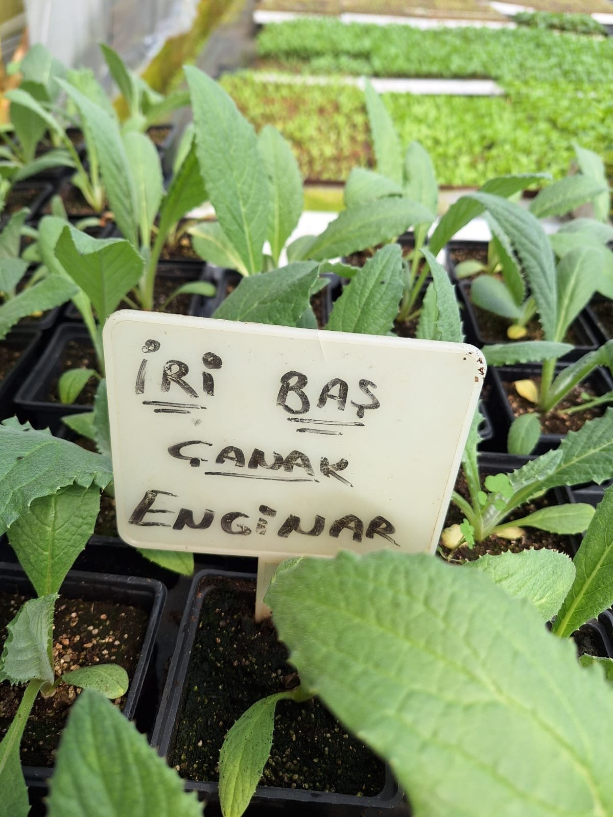 Enginar Enginar Fidesi - Görsel 1