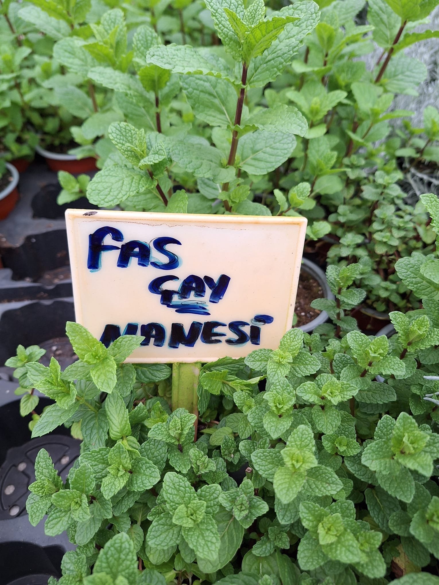 Fas-Cay-Nanesi Fas Nanesi Fidesi - Görsel 1