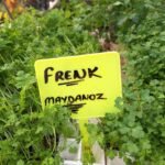 Frenk Maydanozu Fidesi