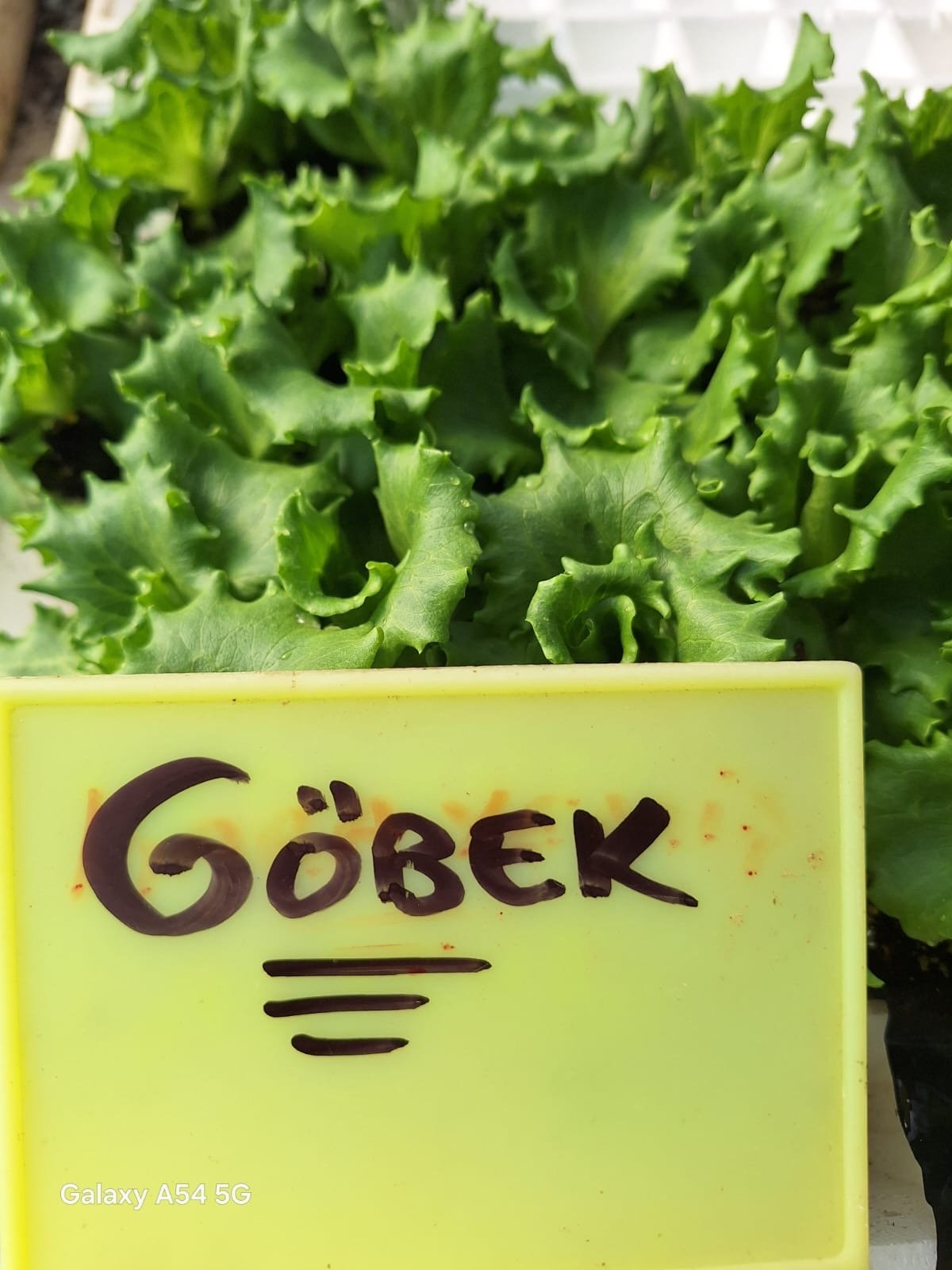 Gobek Atom Göbek Fide - Görsel 1