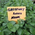 Greyfurt Nane Fidesi