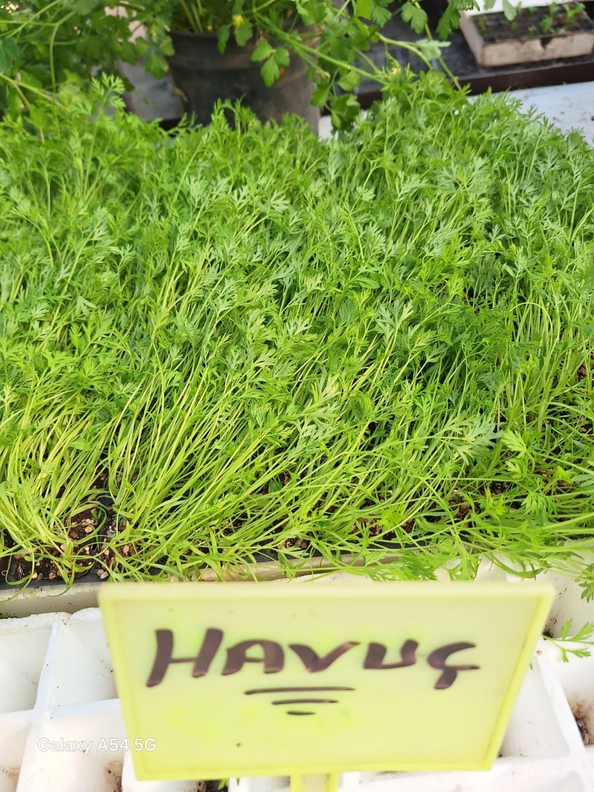 Havuc Havuç Fidesi - Görsel 1