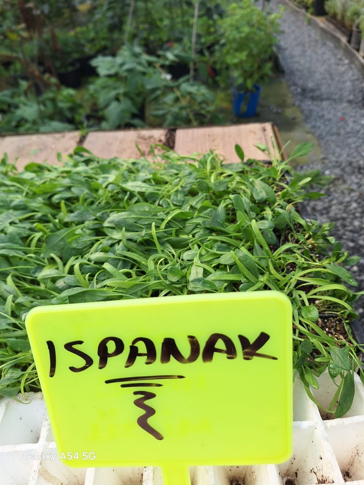 Ispanak ıspanak Fidesi - Görsel 1