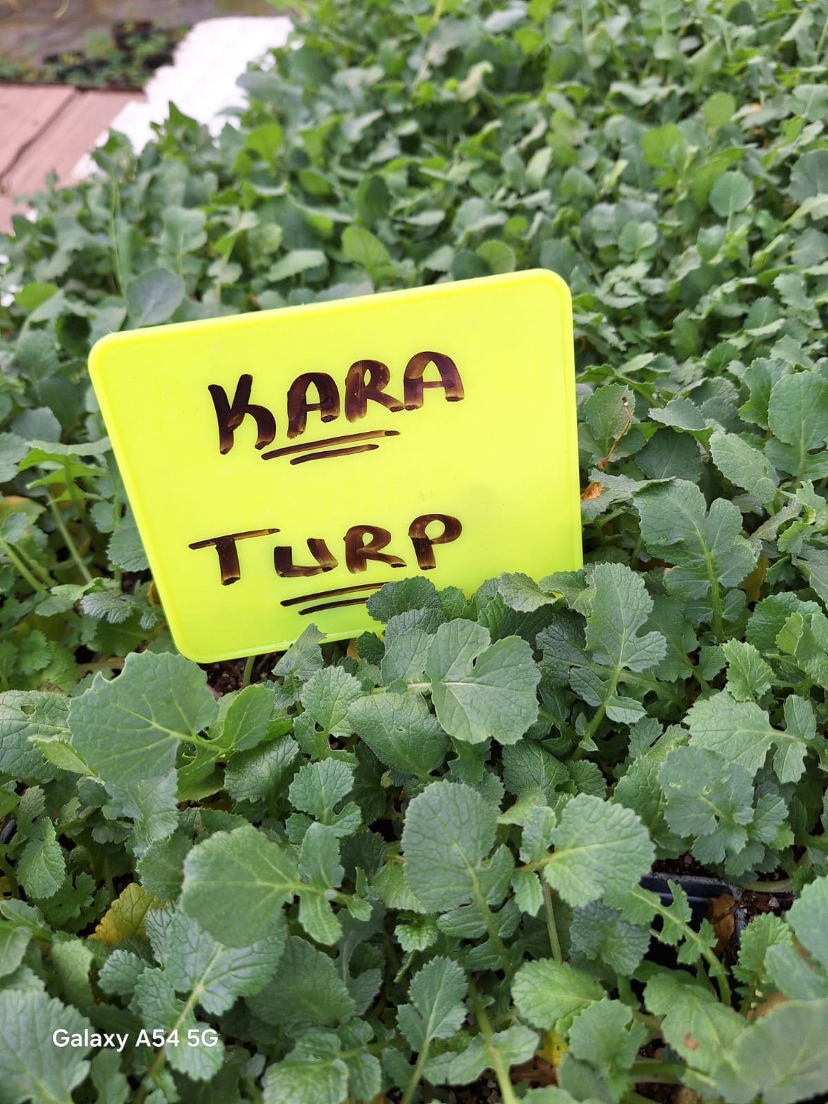 Kara-Turp Kara Turp Fidesi - Görsel 1