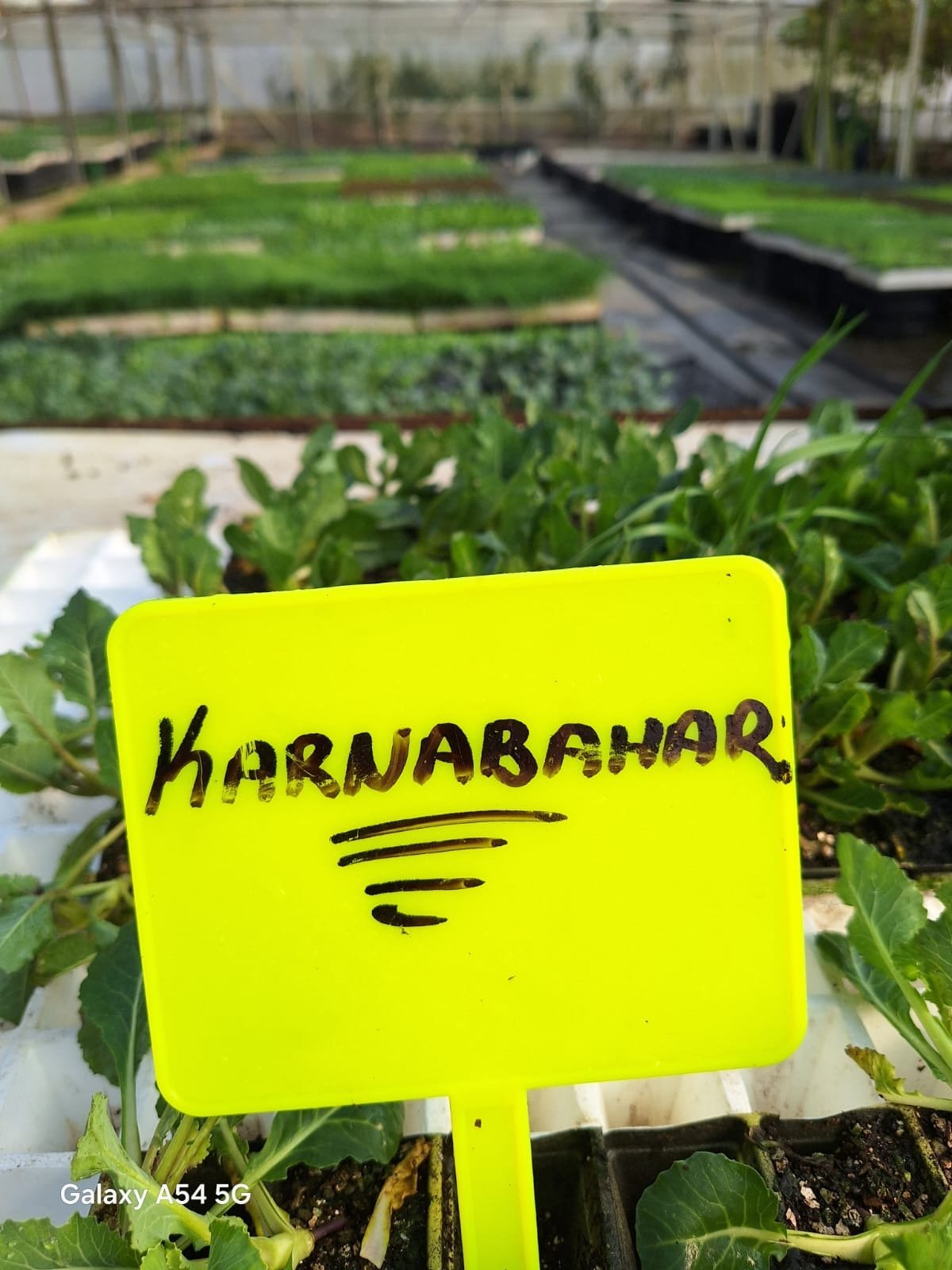 Karnabahar Mor Karnabahar Fidesi - Görsel 1