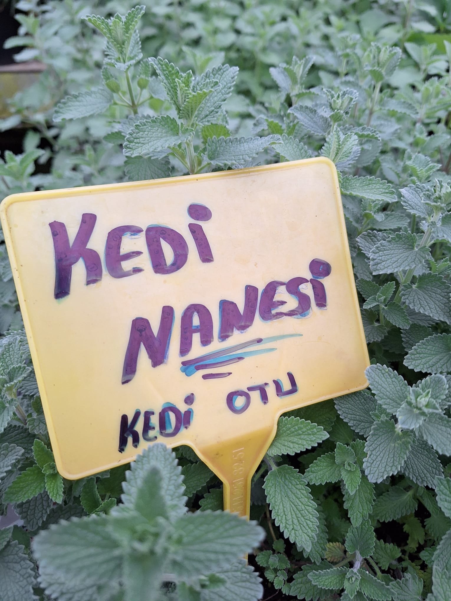 Kedi-Nanesi Kedi Nanesi Fidesi - Görsel 1