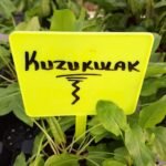 Yeşil Kuzukulağı Fidesi