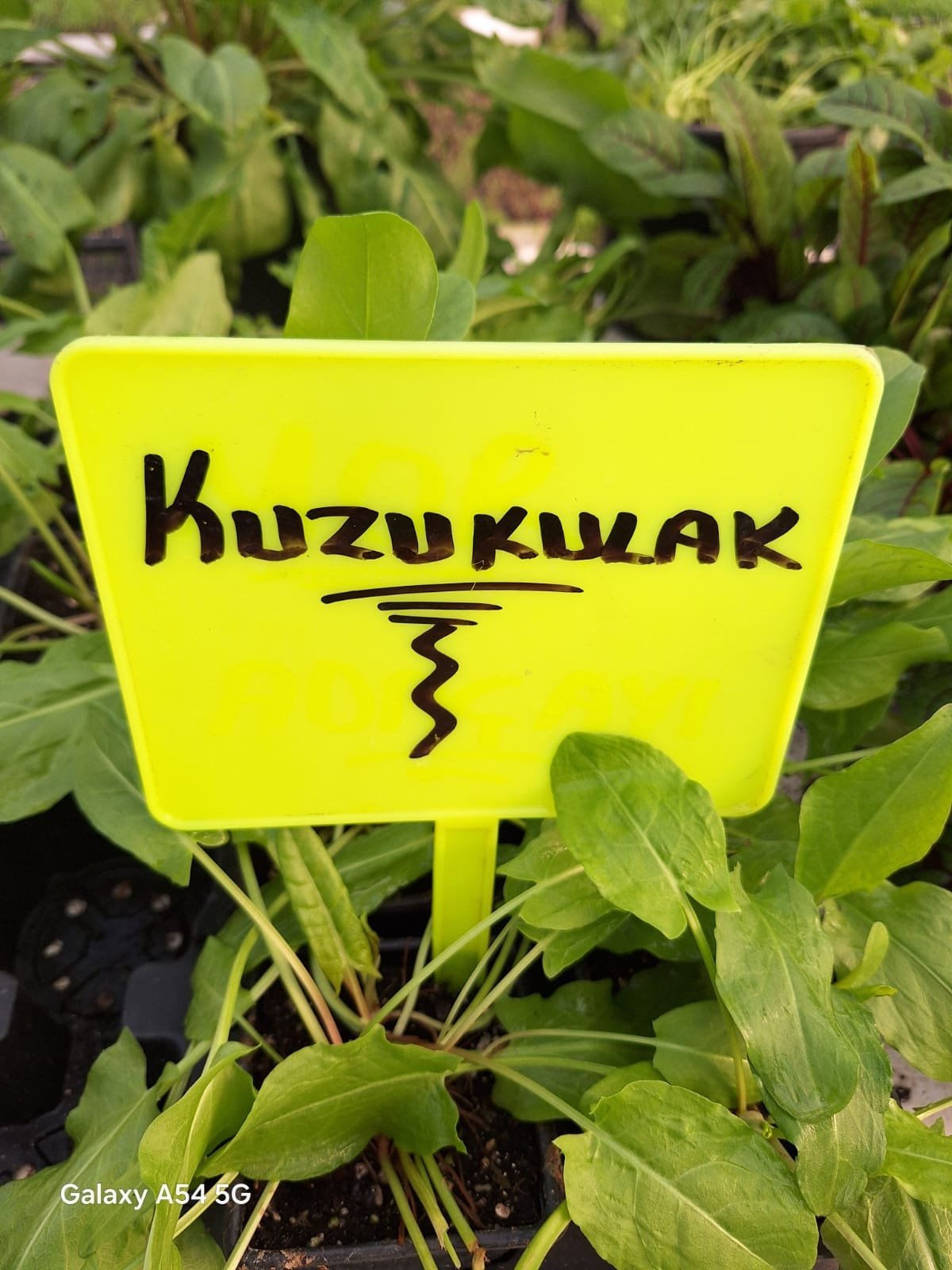 Kuzukulak Yeşil Kuzukulağı Fidesi - Görsel 1