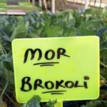 Mor çeri Domates Fidesi