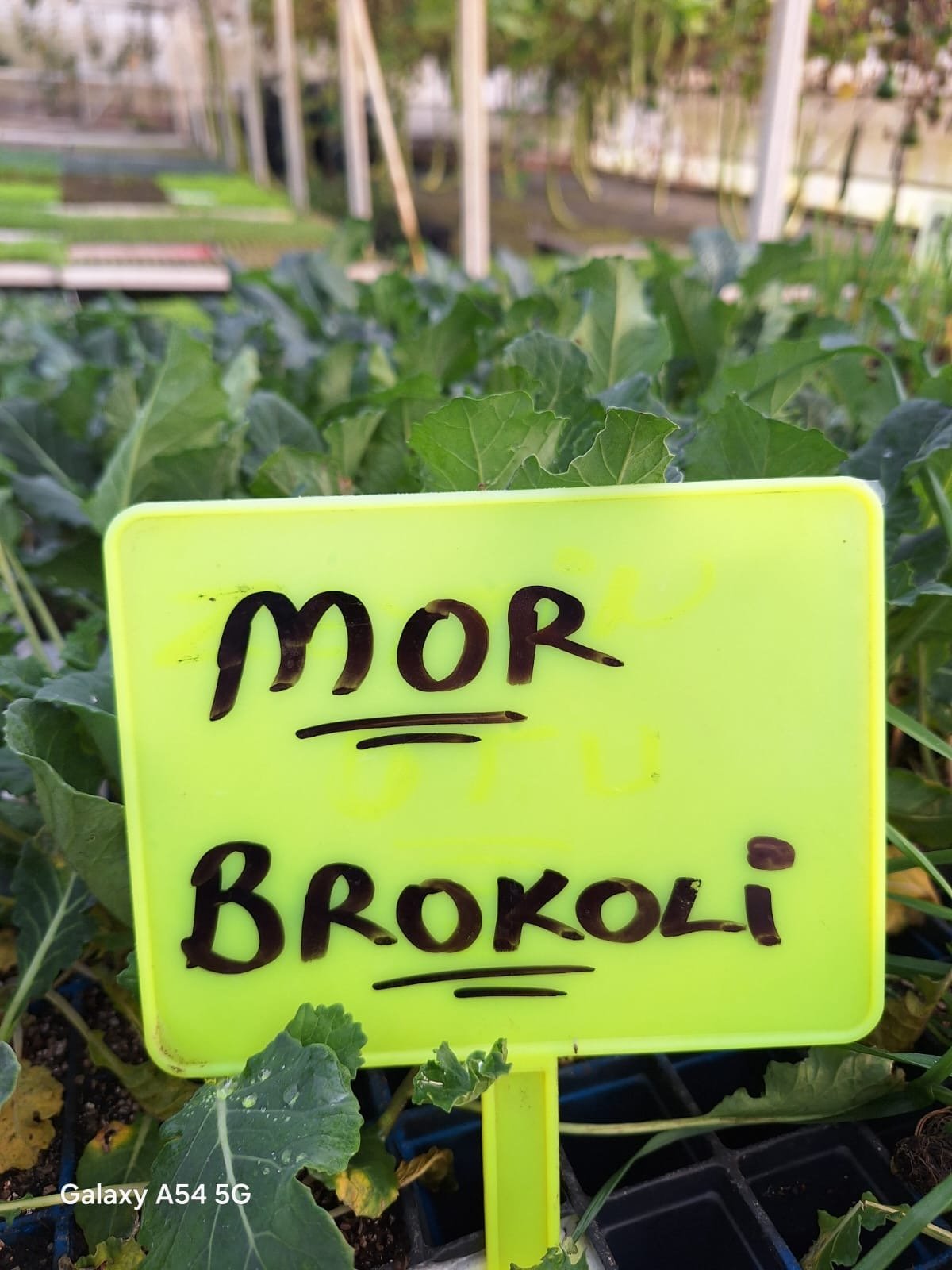 Mor-Brokoli Mor Brokoli - Görsel 1