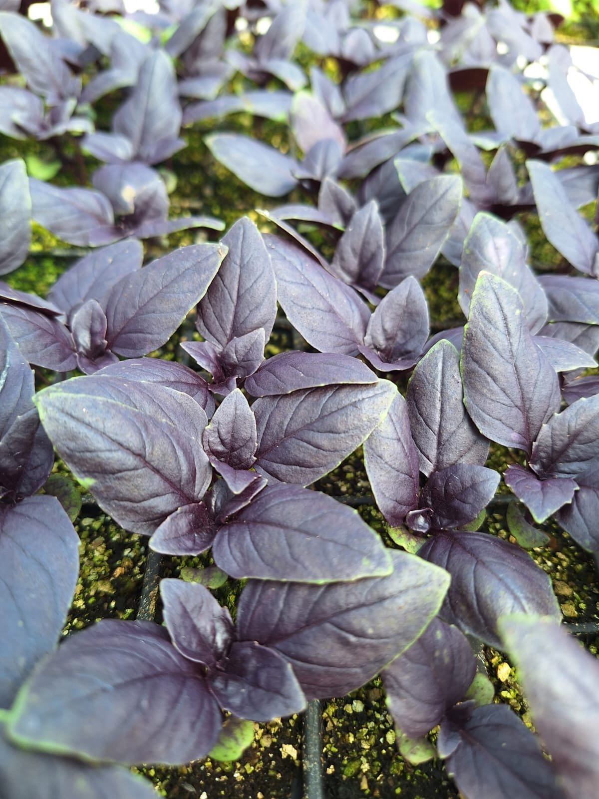 Mor-Reyhan Mor Reyhan Fidesi - Görsel 1