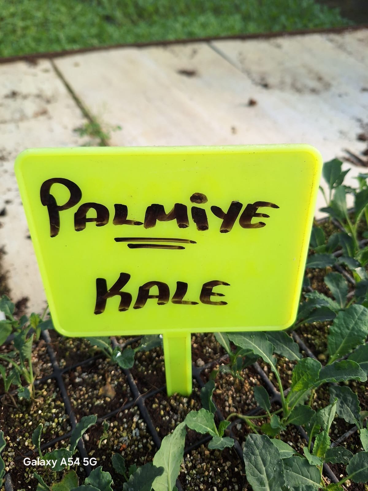 Palmiye-Kale Palmiye Kale Fidesi - Görsel 1
