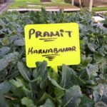 Piramit Karnabahar Fidesi