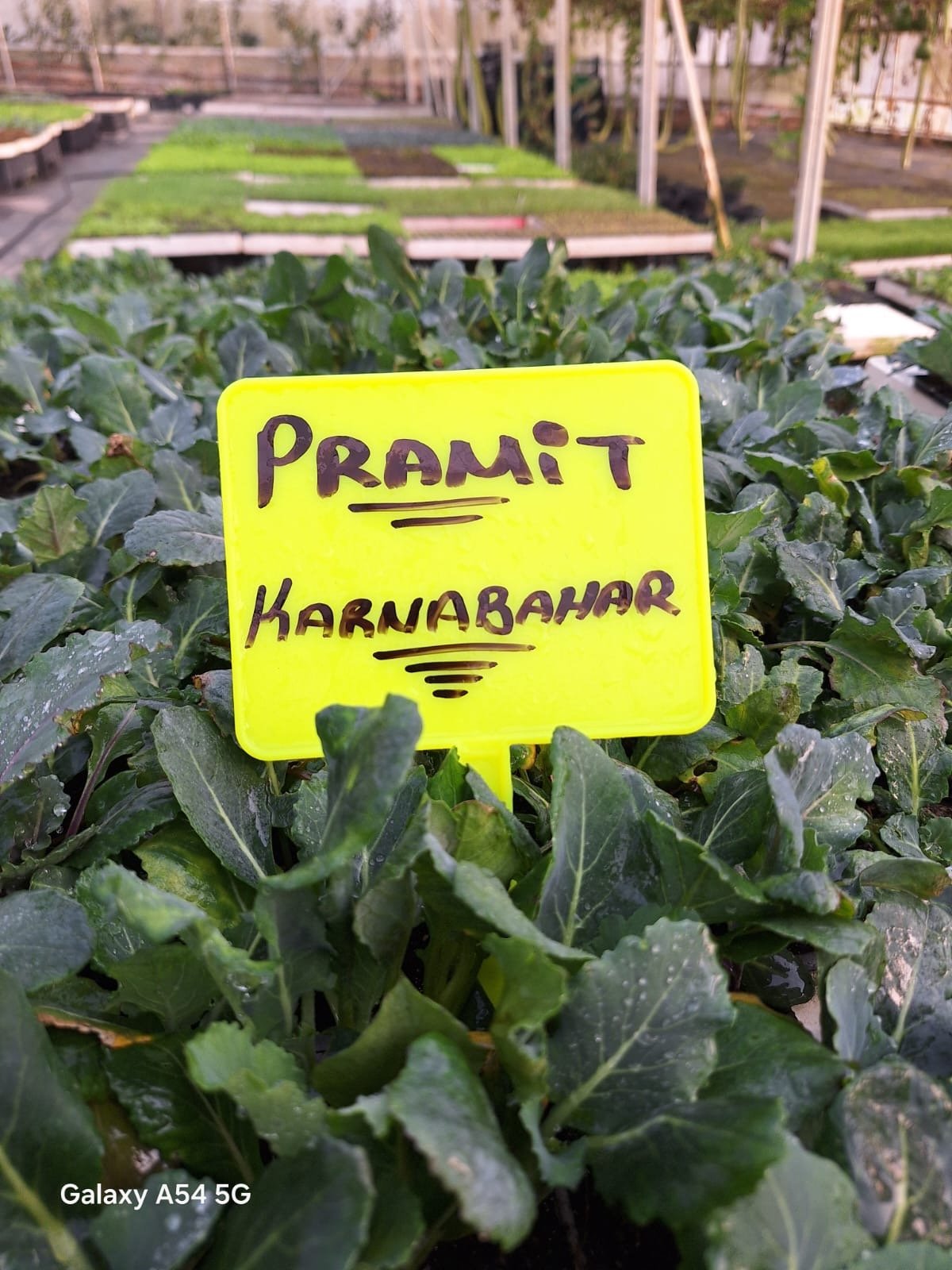 Piramit-Karnabahar Piramit Karnabahar Fidesi - Görsel 1