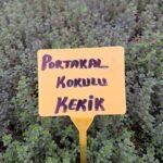 Portakal Kekik