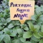 Portakal Nane Fidesi