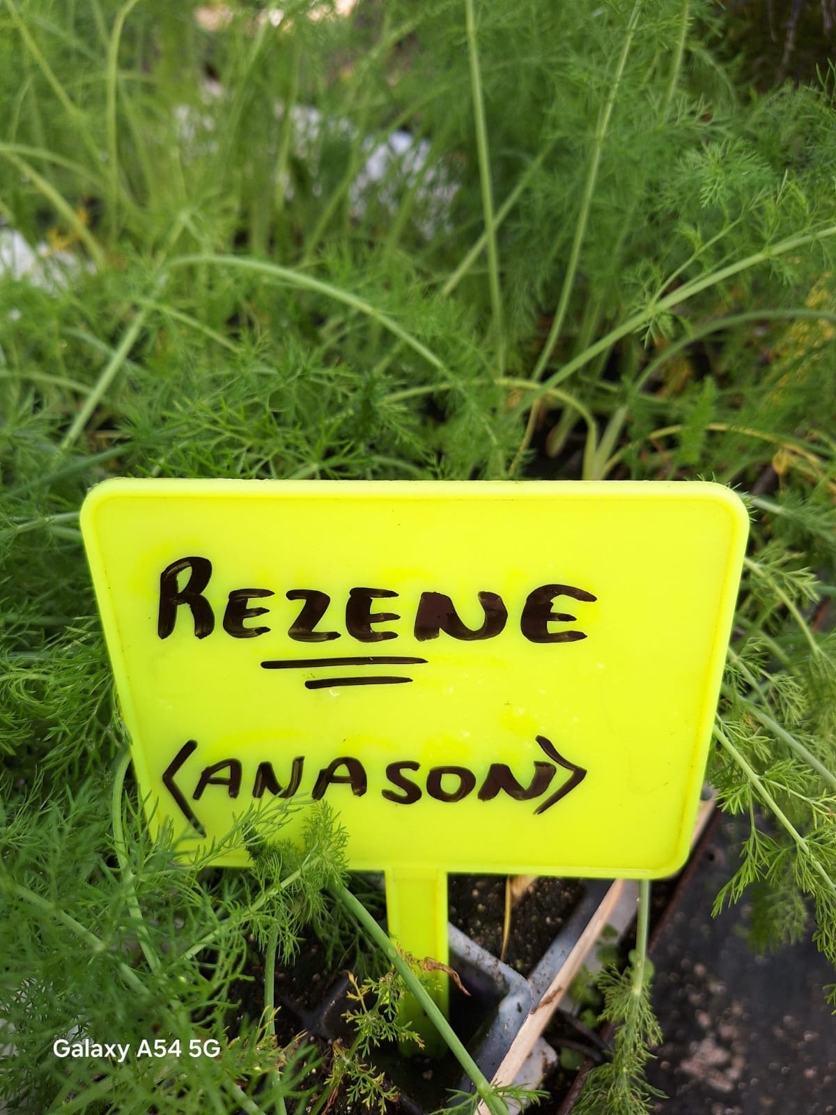 Rezene Kök Rezene - Görsel 1