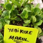 Yedikule Marul Fidesi