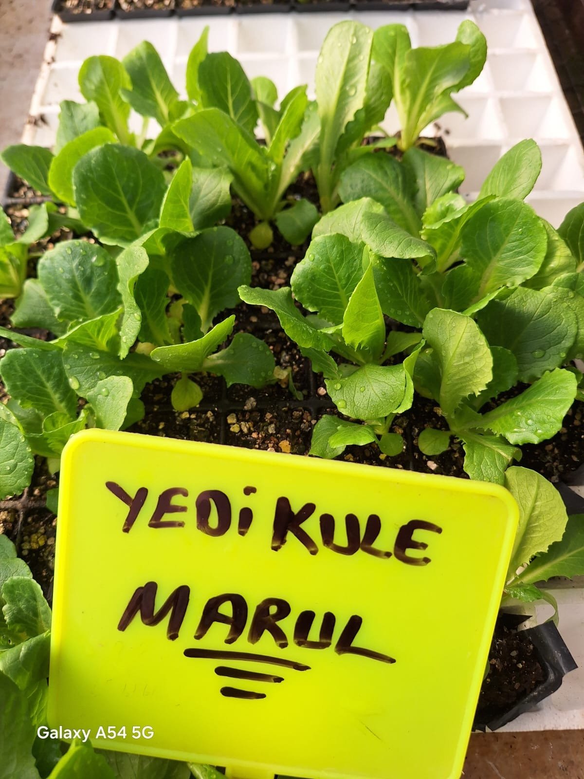 Yedikule-Marul Yedikule Marul Fidesi - Görsel 1