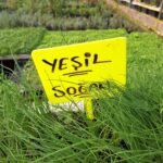 Yeşil Soğan Fidesi