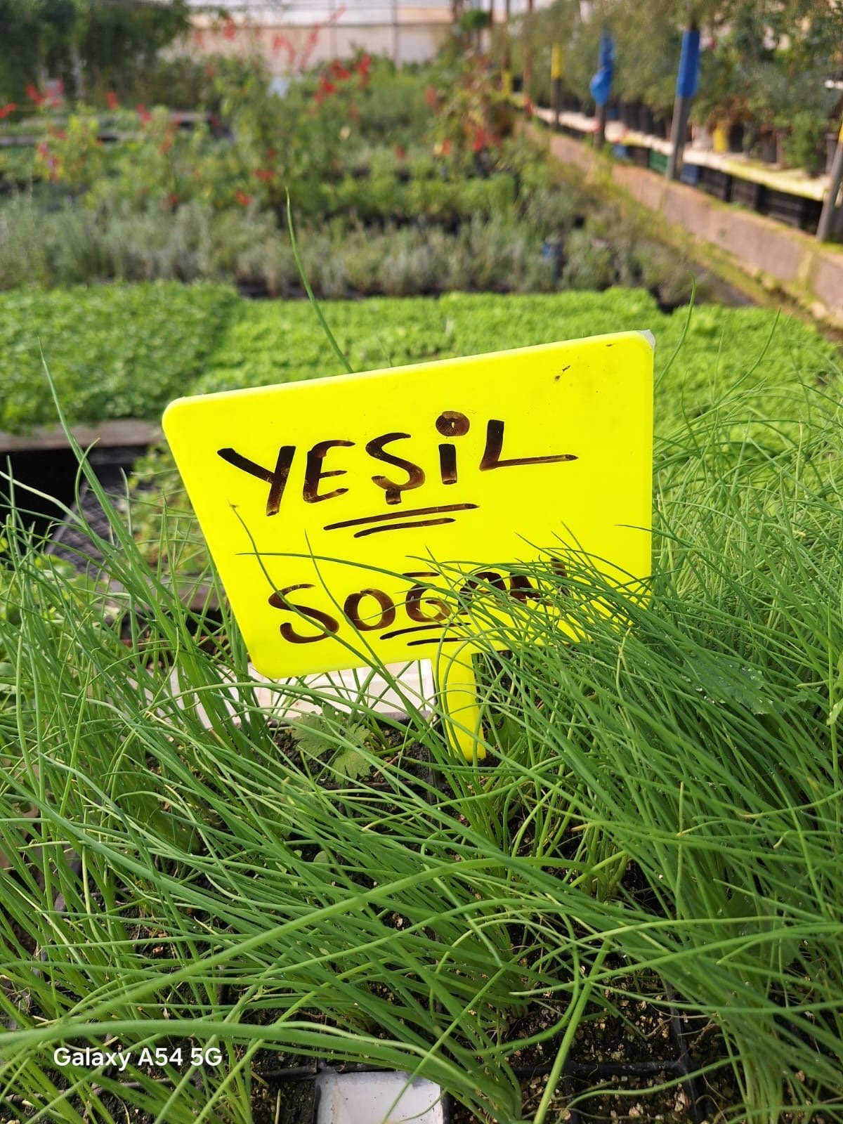 Yesil-Sogan Yeşil Soğan Fidesi - Görsel 1