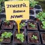 Zencefil Nane Fidesi