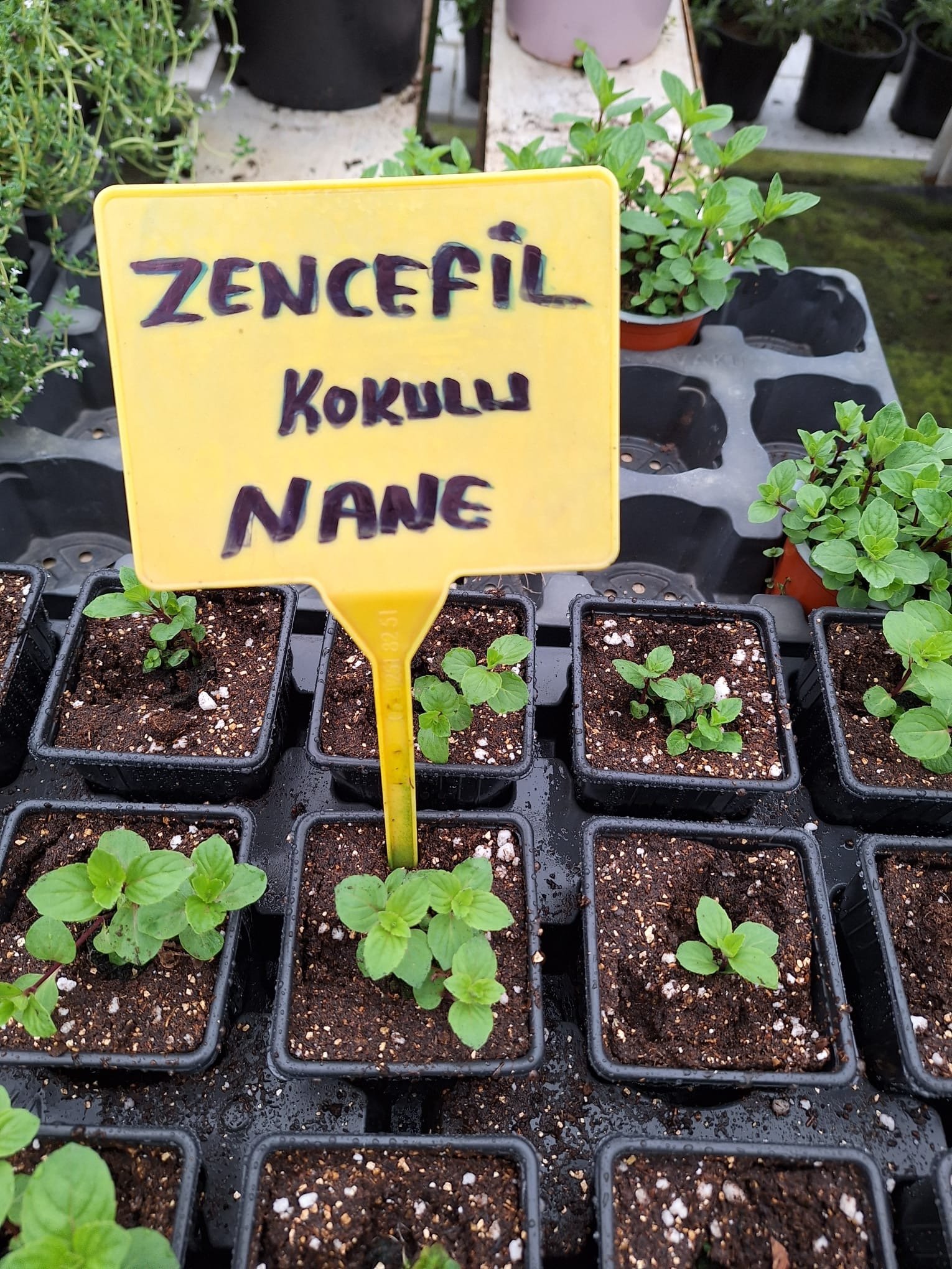 Zencefil-Kokulu-Nane Zencefil Nane Fidesi - Görsel 1